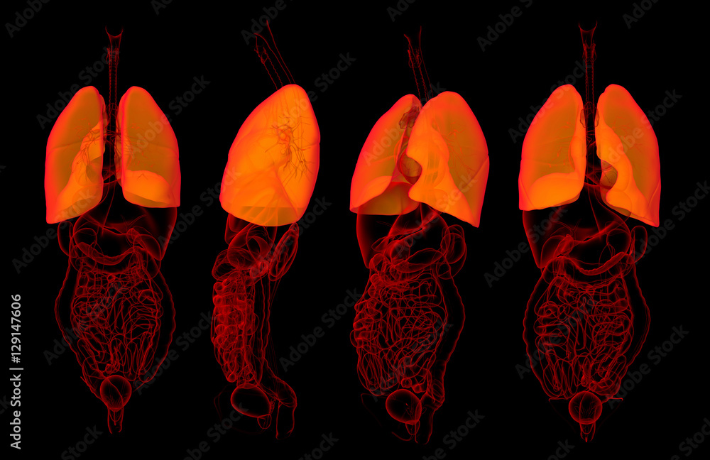 3D rendering medical illustration of lungs Stock Illustration | Adobe Stock