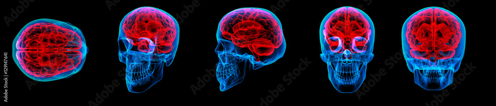 3D rendering illustration of human red brain X ray collection Stock ...