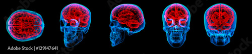 3D rendering illustration of human red brain X ray collection