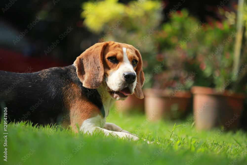 beagle dog and family outdoors beagle dog and family outdoors