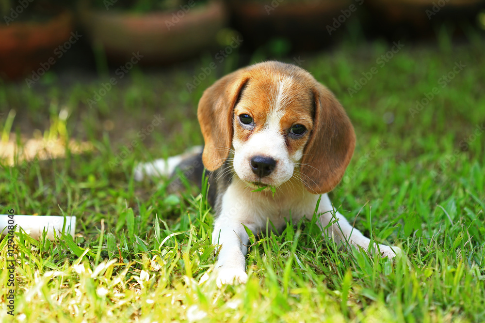 beagle dog and family outdoors