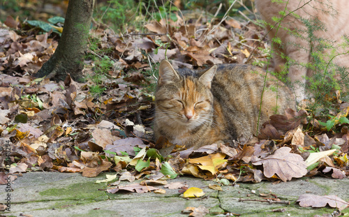 Red-Gray Cat among the Fallen Leaves photo