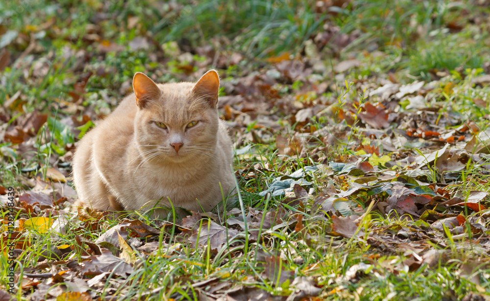 Fototapeta premium Red Cat on the Grass