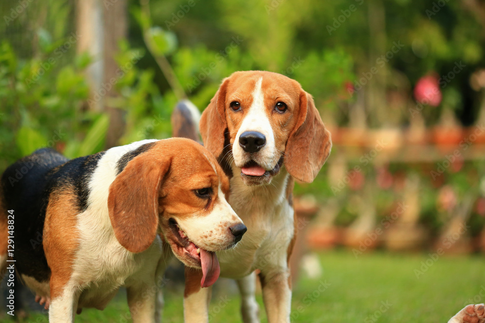beagle dog outdoors