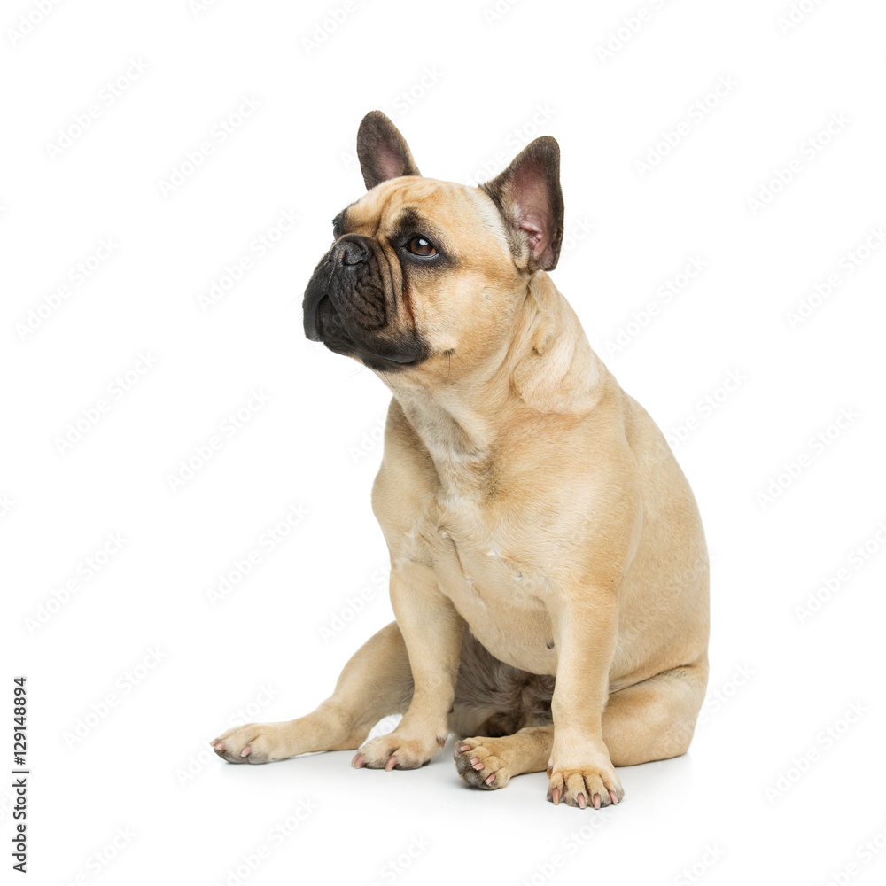 Obraz premium Beautiful french bulldog dog