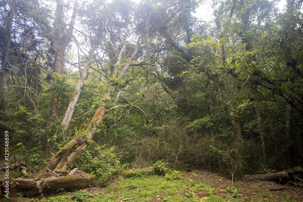 Naklejka premium view the original rain forest, Amber Mountain, Madagascar