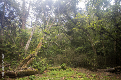 view the original rain forest, Amber Mountain, Madagascar photo