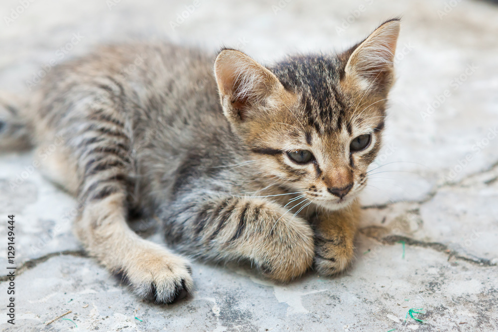 little cat sitting on the street in one of towns little cat sitting on the street in one of towns