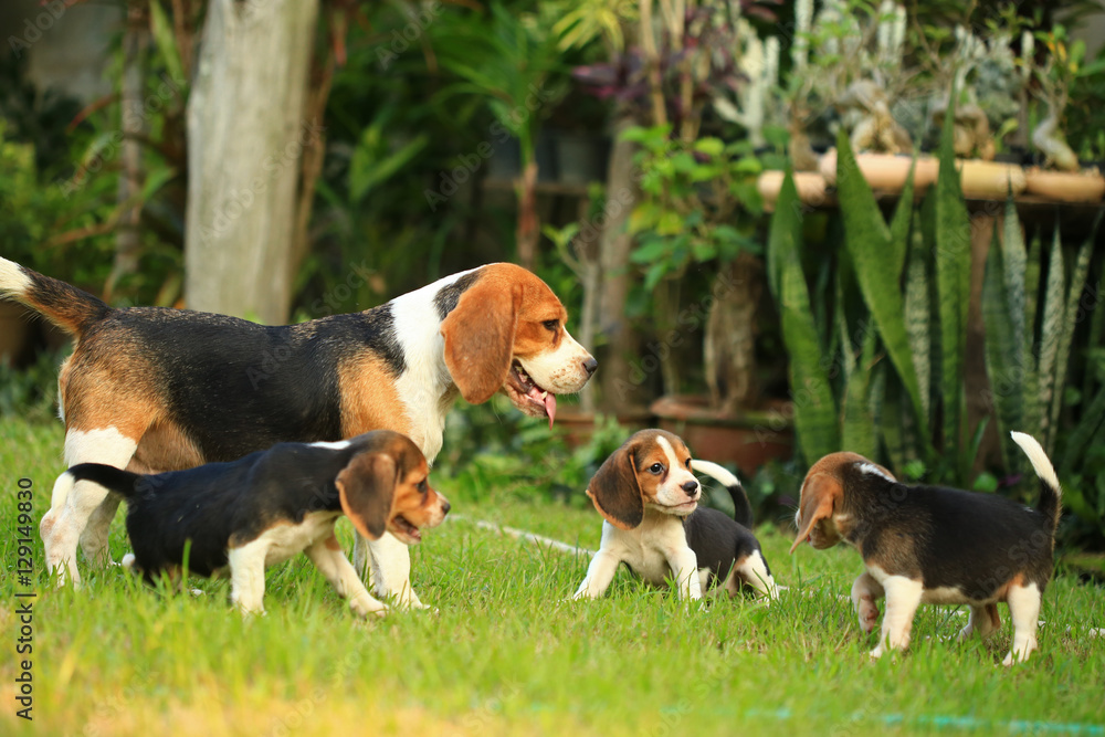  breed of beagle dog on a natural green background