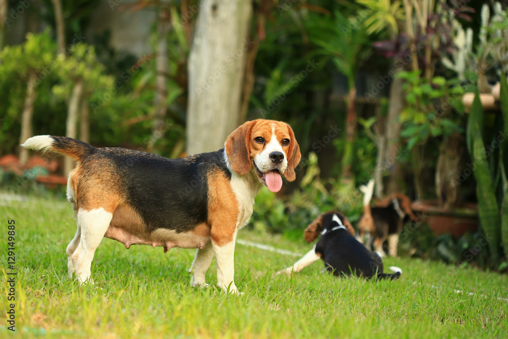 breed of beagle dog on a natural green background breed of beagle dog on a natural green background
