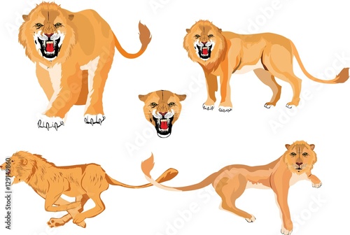 Lions in different poses set  vector illustration isolated on white.