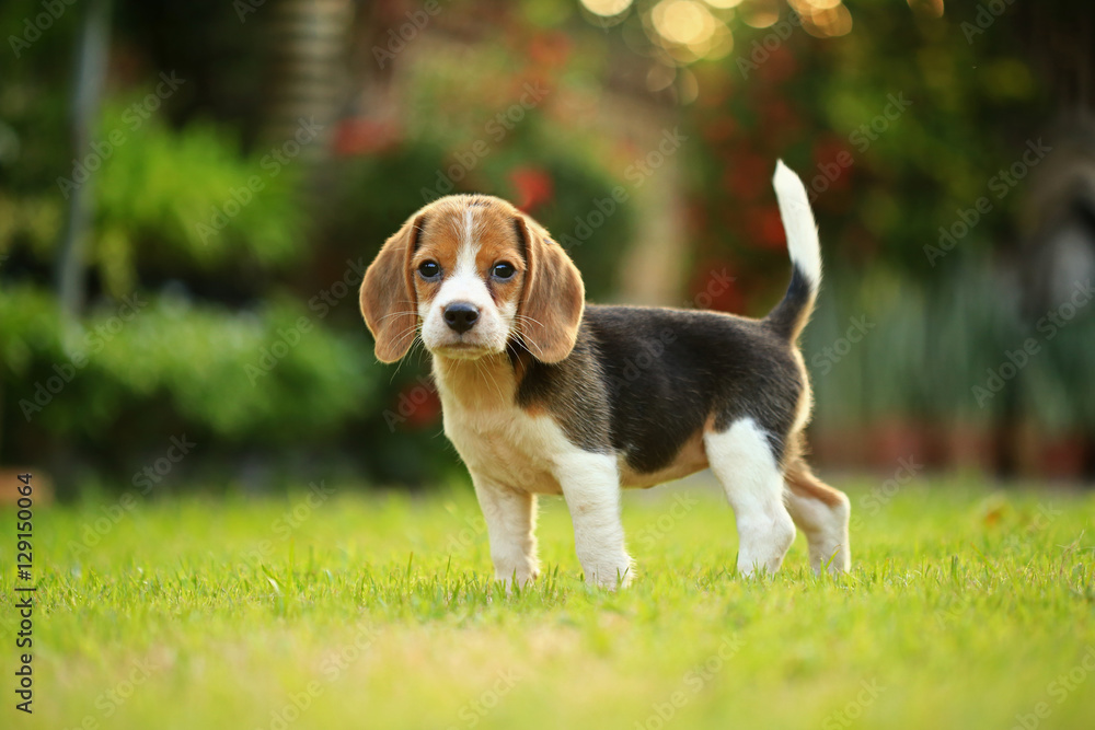  breed of beagle dog on a natural green background