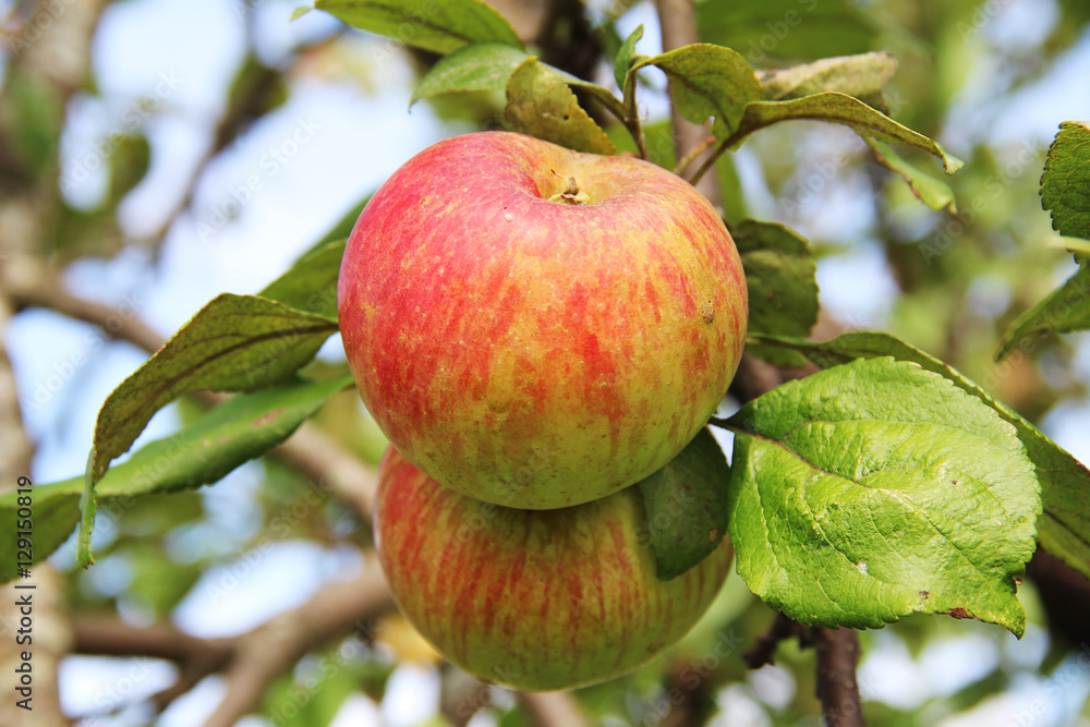Red-yellow Shtrifel apples on apple tree branch. Red-yellow Shtrifel apples on apple tree branch.