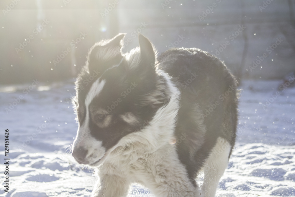 Central Asian Shepherd Dog is sitting outside on a cold winter day with snow on his face. Central Asian Shepherd Dog is sitting outside on a cold winter day with snow on his face.