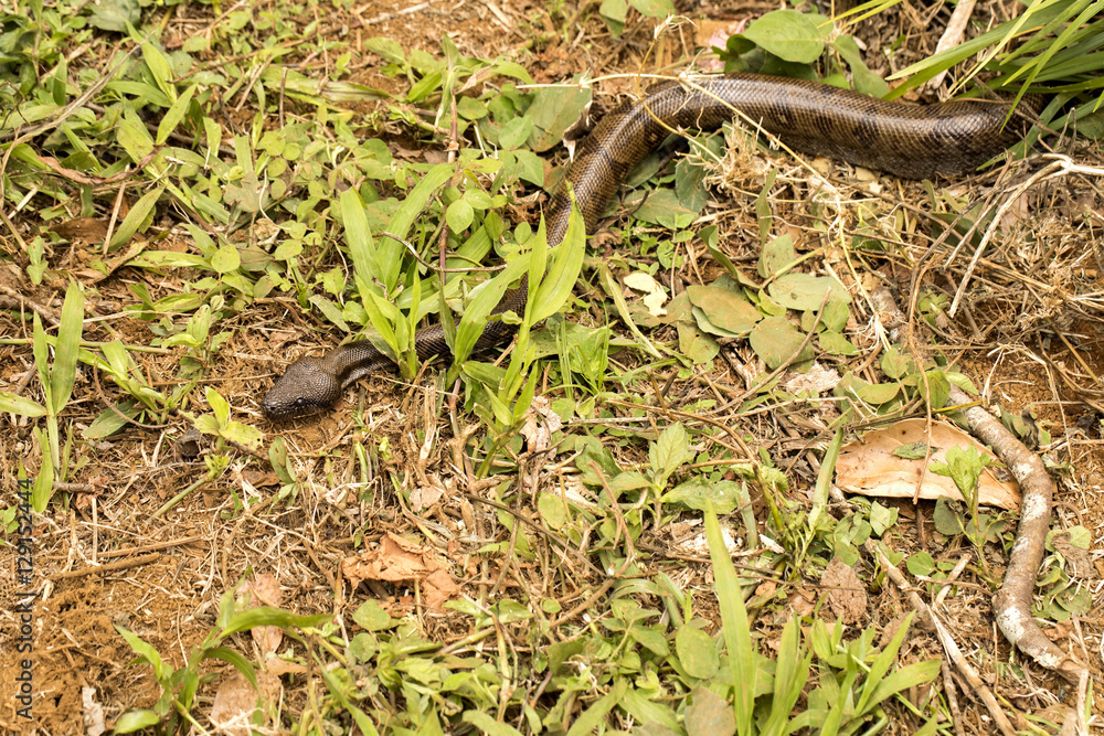 Brown form Madagascar tree boa, Sanzinia madagascariensis, Amber mountain, Madagascar Brown form Madagascar tree boa, Sanzinia madagascariensis, Amber mountain, Madagascar