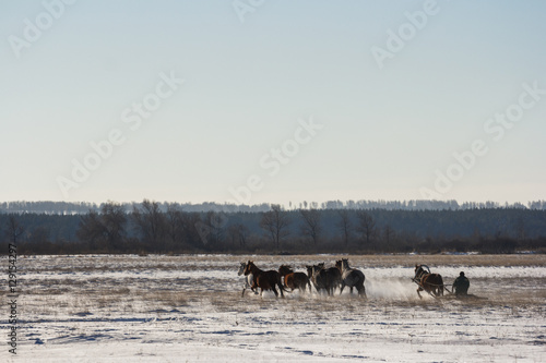 The coachman sleigh driving horses