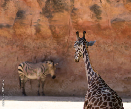 Giraffe und Zebra © Manuel
