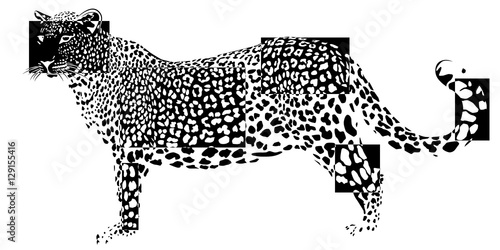 The leopard in negative rectangles on white background  