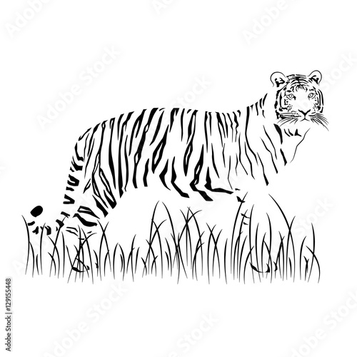 Fototapeta Naklejka Na Ścianę i Meble -  black tiger in a grass on a white background