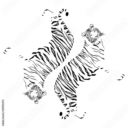 Fototapeta Naklejka Na Ścianę i Meble -  tigers on a white background  
