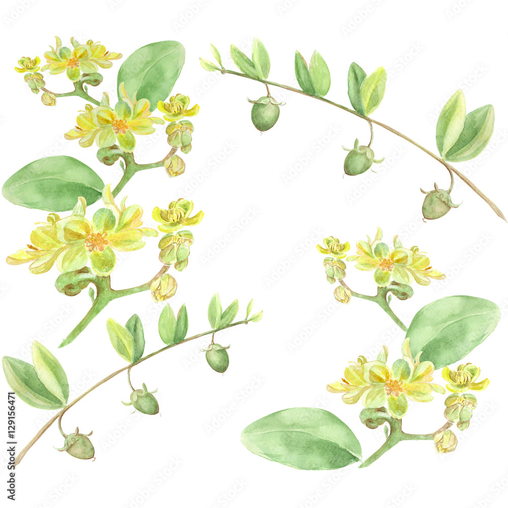 Jojoba - flowers and fruits. Branches. Watercolor painting. Wallpaper.  