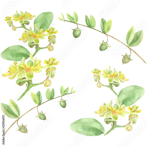 Jojoba - flowers and fruits. Branches. Watercolor painting. Wallpaper.  