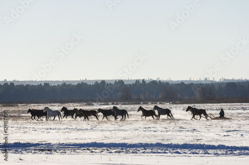 The coachman sleigh driving horses