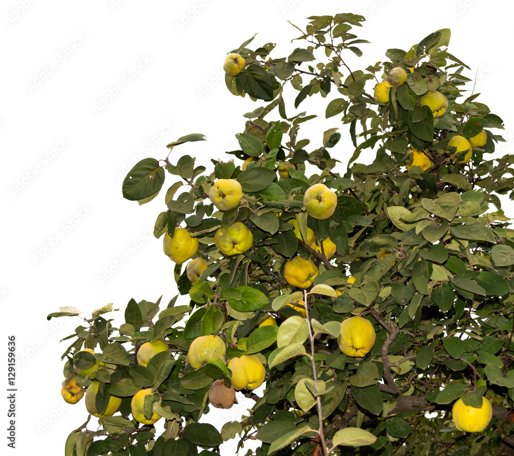 Quince tree branches tend upwards. Isolated. Might be useful for frames