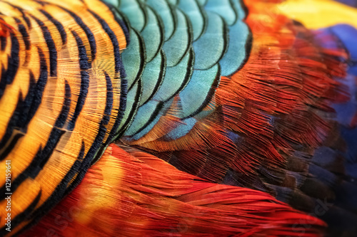 Murais de parede Beautiful abstract background consisting of golden pheasant