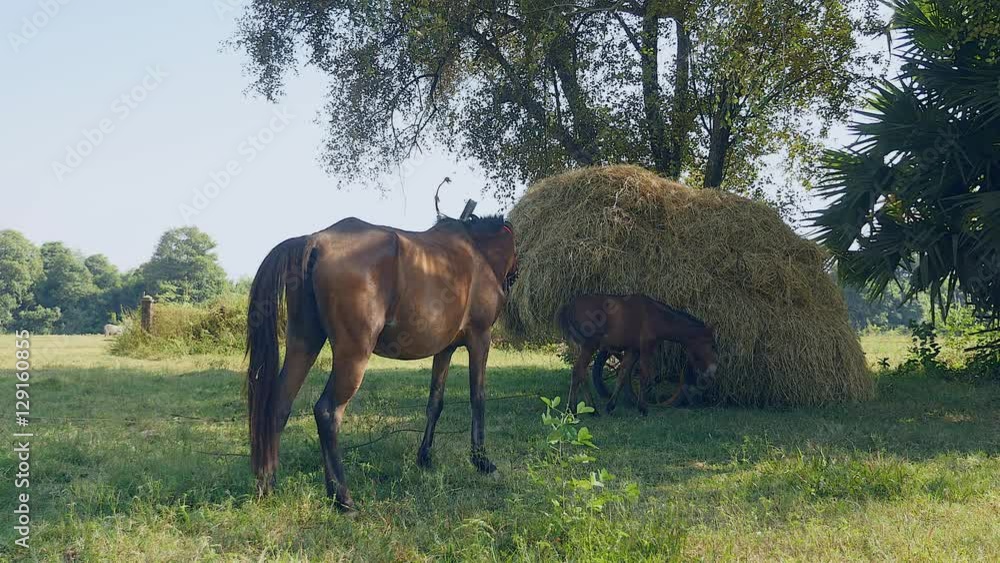 Chestnut horse tied up with rope and foal grazing in a field next to a