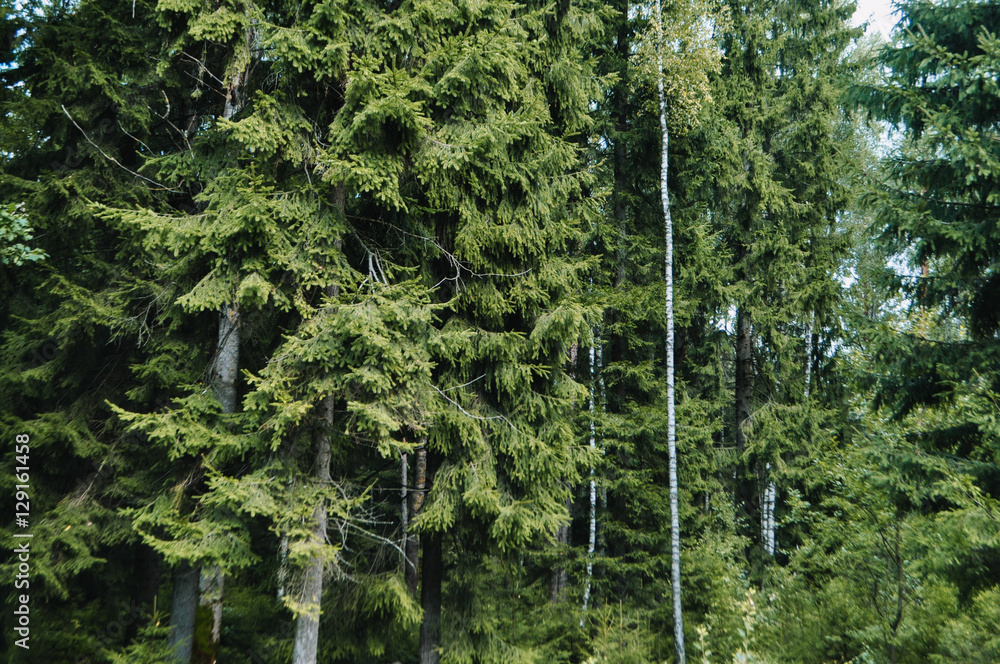 Fototapeta premium View on european green forest