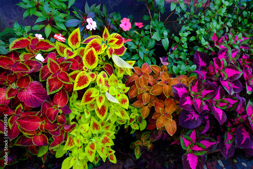 Coleus. different varieties. Home plant