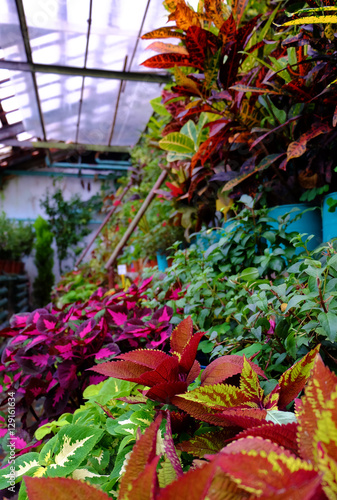 Greenhouse with house plants. .Winter garden. Coleus. different varieties.