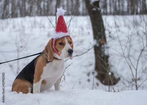 Собака породы бигль на прогулке зимой в красном рождественском колпаке 