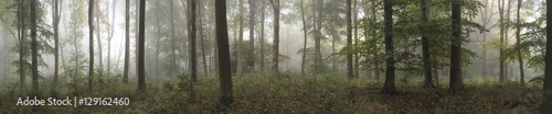 Panorama landscape image of Wendover Woods on foggy Autumn Morni
