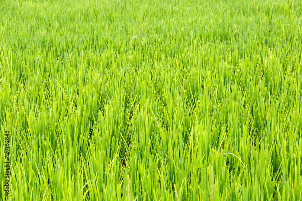 close up of rice paddy ,Thai rice