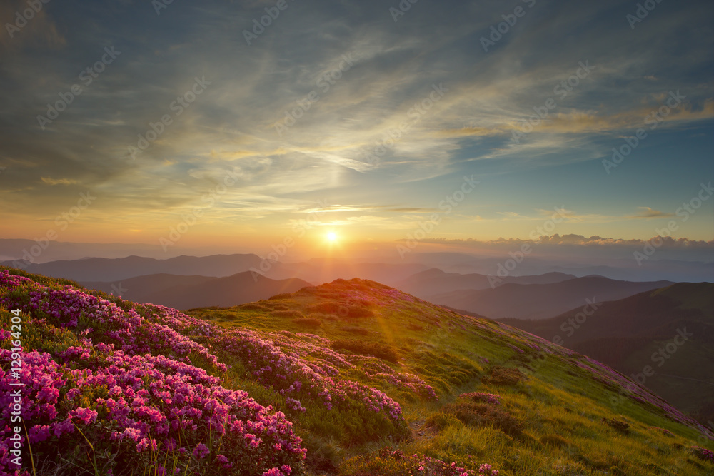 Fototapeta premium rhododendron in mountains