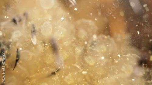 Newly hatched tadpoles wiggling around empty eggs, underwater shot photo