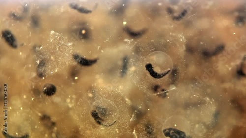 Close-up underwater shot of moor frog eggs with small tadpole embryos developing inside