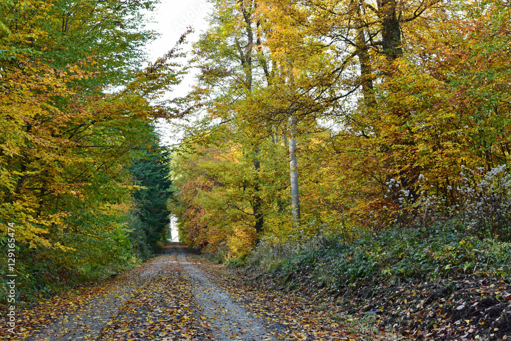 Obraz premium Herbstlaub