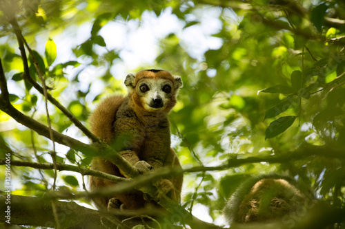 male Crowned lemur, Eulemur coronatus, watching the photographer, Amber Mountain National Park, Madagascar photo