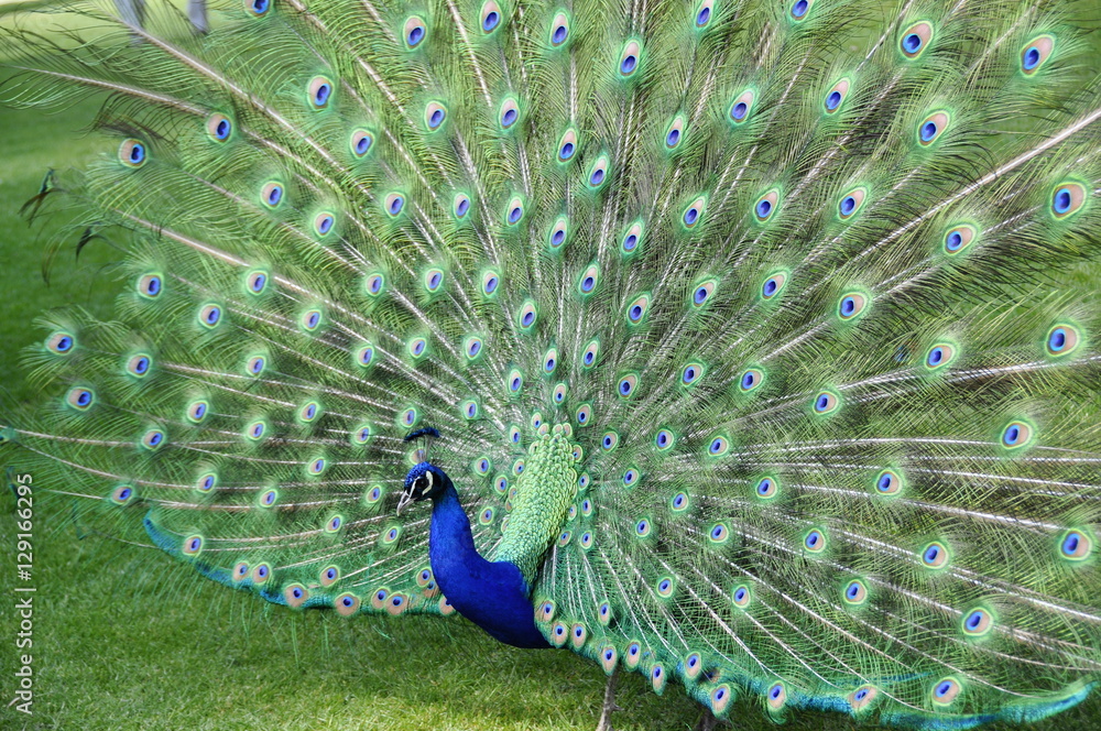 Obraz premium Peacock spreading and displaying his feathers 