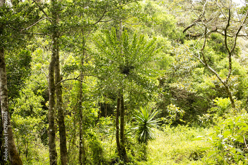 original forest habitat, Amber Mountain National Park, photo