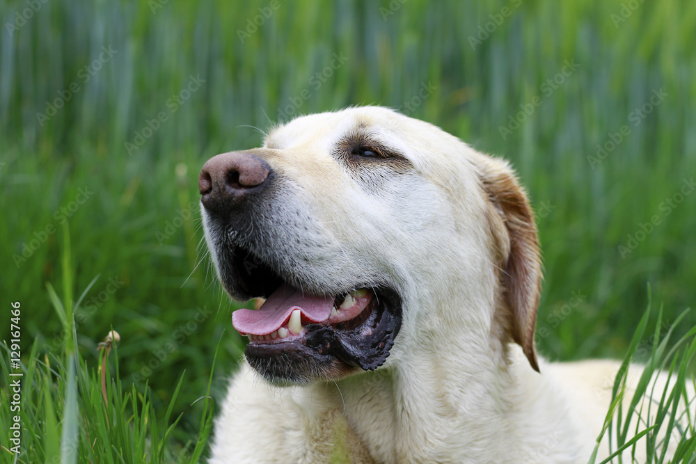 Labrador zufrieden und glücklich in der Natur