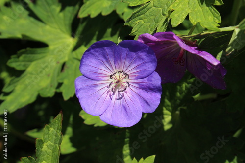 Fototapeta Naklejka Na Ścianę i Meble -  Blue 