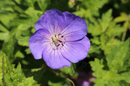 Fototapeta Naklejka Na Ścianę i Meble -  Blue 