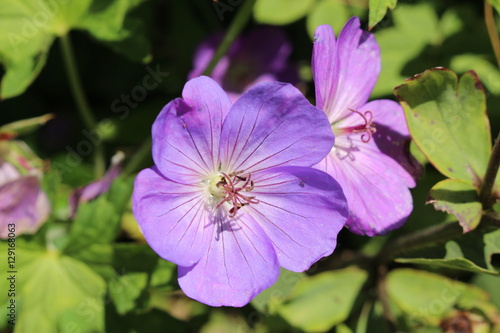 Fototapeta Naklejka Na Ścianę i Meble -  Blue 