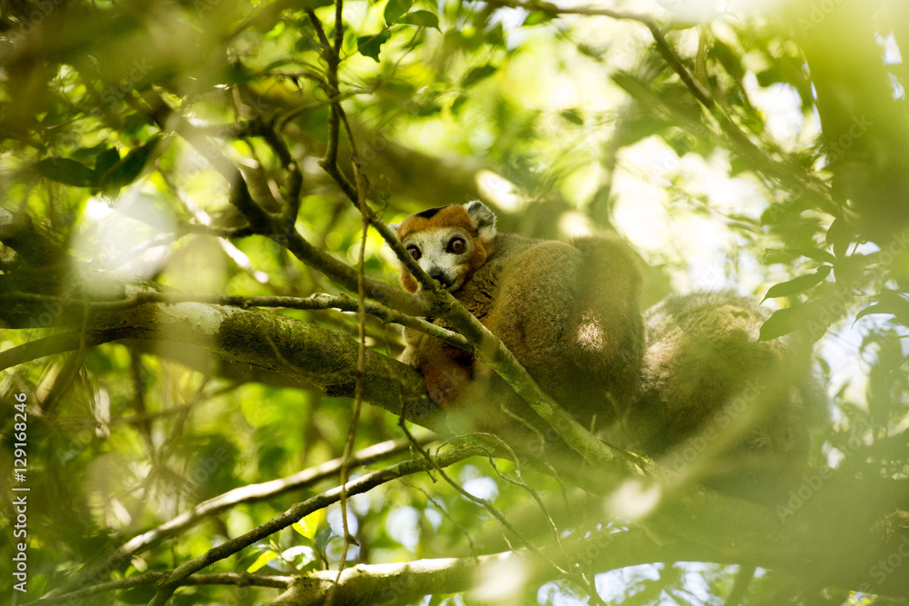 Fototapeta premium Crowned lemur, Eulemur coronatus, not in the trees or see Amber Mountain National Park, Madagascar