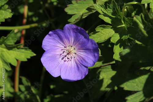 Fototapeta Naklejka Na Ścianę i Meble -  Blue 