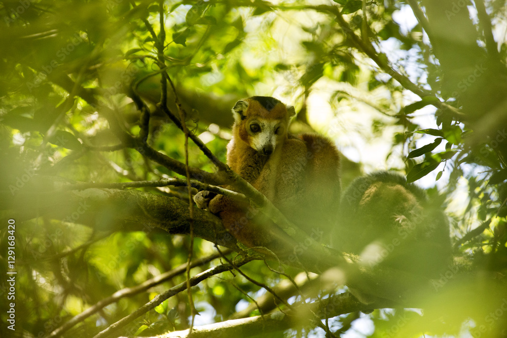 Crowned lemur, Eulemur coronatus, not in the trees or see Amber Mountain National Park, Madagascar Crowned lemur, Eulemur coronatus, not in the trees or see Amber Mountain National Park, Madagascar